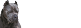 Campo Cane Corsos